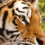 Khaianna member profile picture
