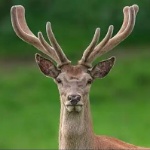 ltt member profile picture