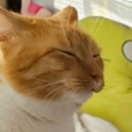 View Bomche's Profile