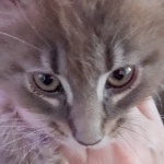 View RvnSaint's Profile