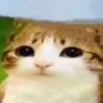 dexydoo313 member profile picture