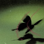 hokeihey member profile picture