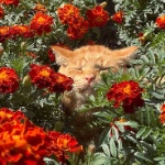 MiauwLigena member profile picture