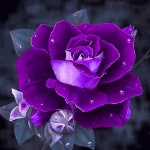 xsirena member profile picture