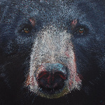 MoonbearJay