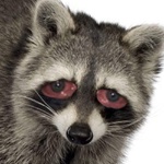 Raccmin member profile picture