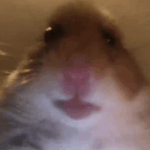 R0ckie member profile picture