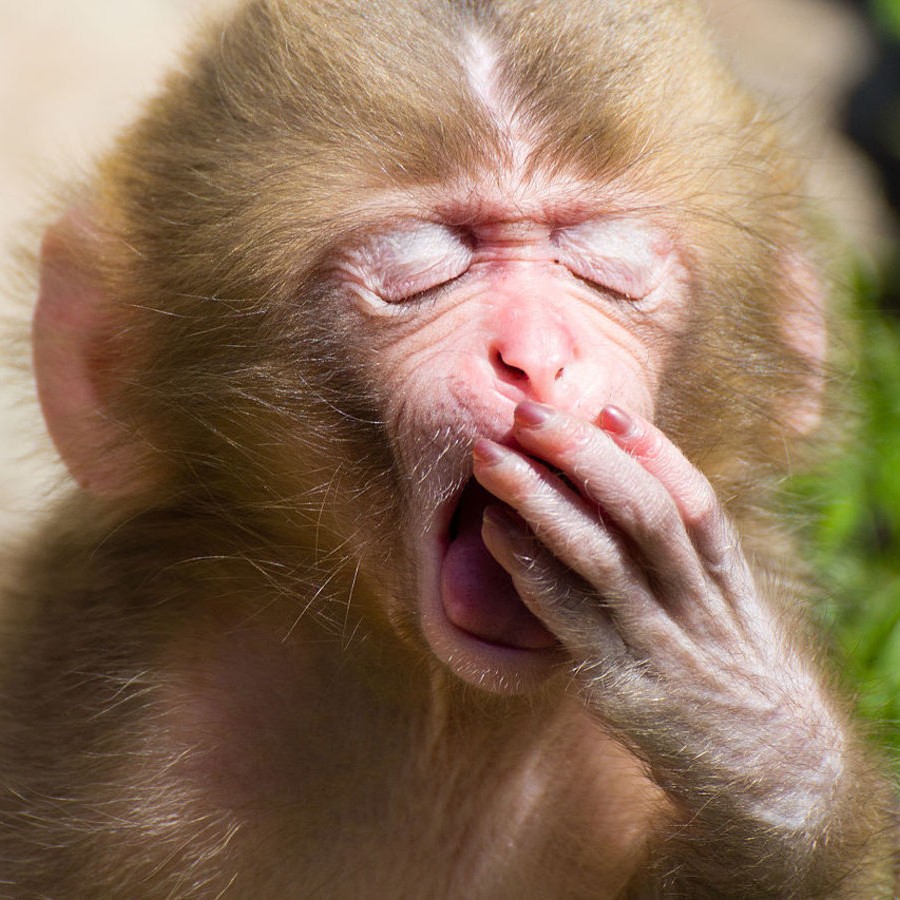 Eepy Monkeys logo