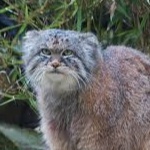 soalikan member profile picture