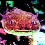 G_bu1itt member profile picture