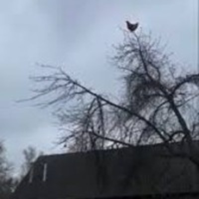 Chicken In Tree Scream Sound
