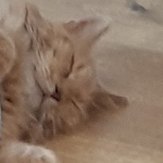 ZEEEUS member profile picture