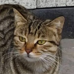 Ahyineko member profile picture