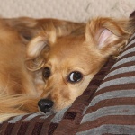 guusxd member profile picture