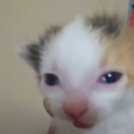 SnowBall2211 member profile picture