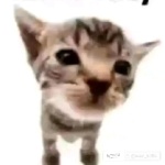 Ivorytistic member profile picture