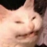amigomoo member profile picture