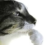Supreme_cream3448 member profile picture