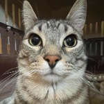BD_V10 member profile picture