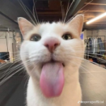 caaat