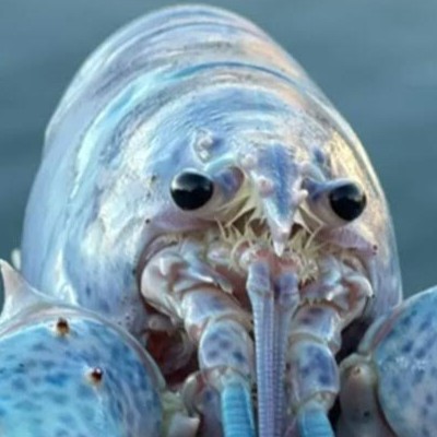 Blue Lobster arriving