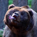 mattthebeardo member profile picture