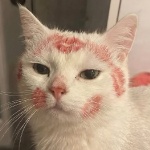laizanha000 member profile picture