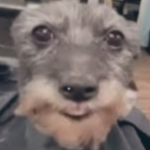 jaspe_was_here_gang member profile picture