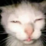 maio3441 member profile picture