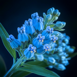 BlueAsclepias