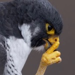 Vacalo member profile picture