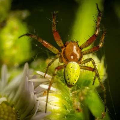 Jungle Spiders logo