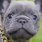 JMontGaming member profile picture