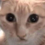 Cat_Karryott member profile picture