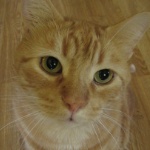 Friedrich_von_Stattmeiser member profile picture
