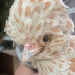 oktherechickens member profile picture
