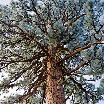 celestials pines 