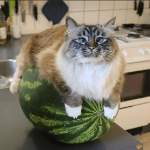 ThePumkintimes member profile picture