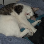 Audophect member profile picture