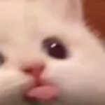 AwwItsCookie member profile picture