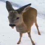 Margharitan member profile picture