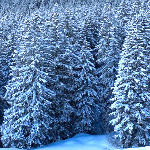 View Wharius's Profile