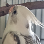 Boofa member profile picture