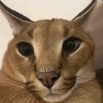floppaletsky member profile picture