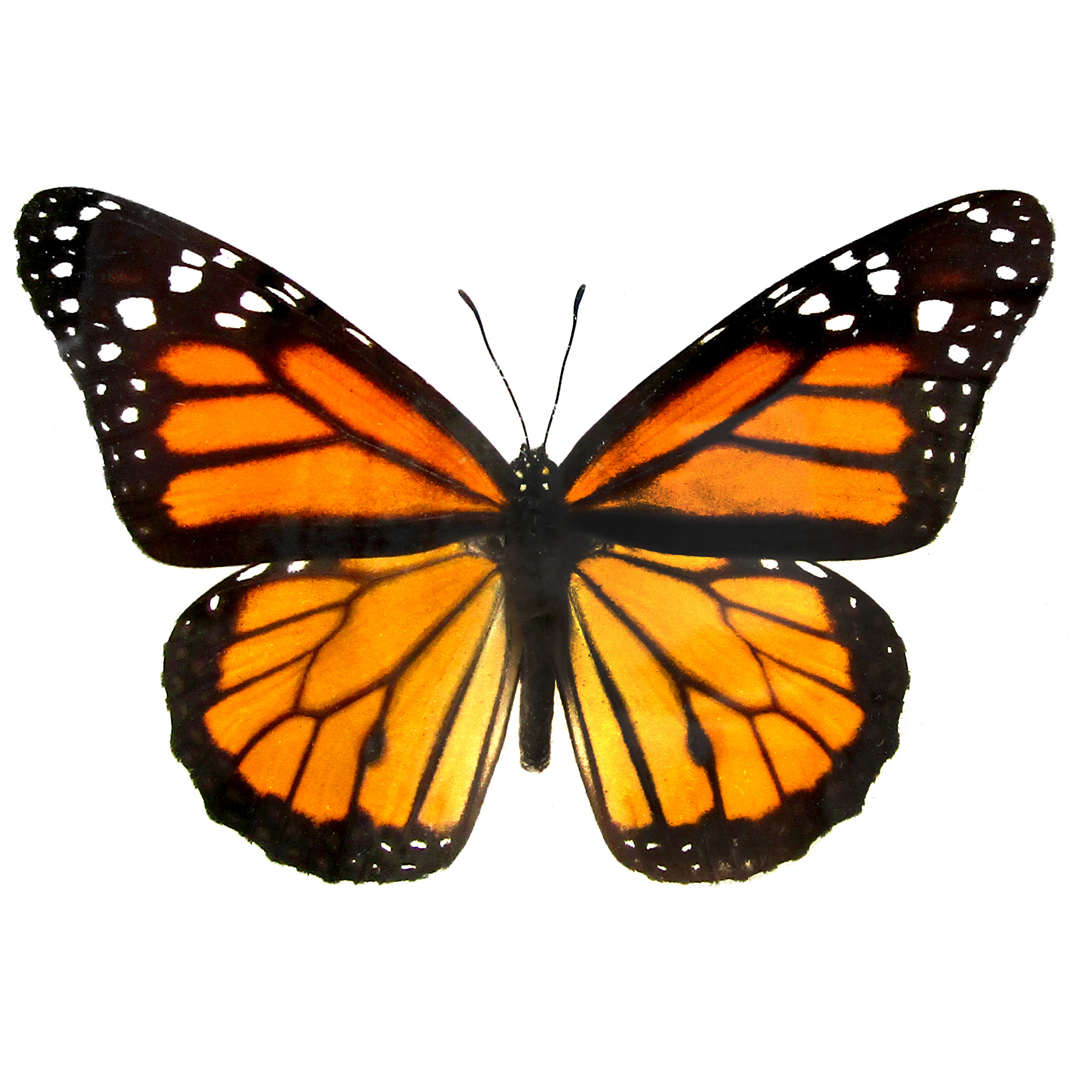 project-1468804 logo