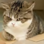 CatSlava123 member profile picture
