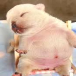 pestopibble member profile picture