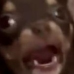 tavojzix member profile picture