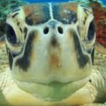 View BayTurtleKing's Profile