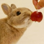 panzerak member profile picture
